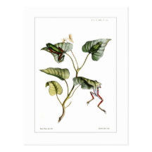 Tree frogs post card