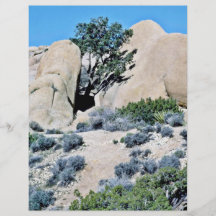 Tree Growing Between Two Boulders Full Color Flyer