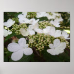 Tree Hydrangea Print
