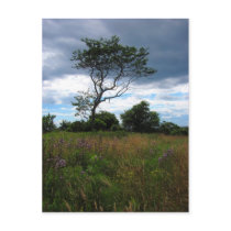 Tree in a Wheat Field Postcard