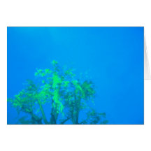 tree in blue card