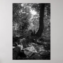 Tree in Deep Woods Poster