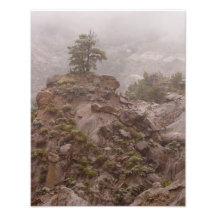 Tree in Fog Photo Print