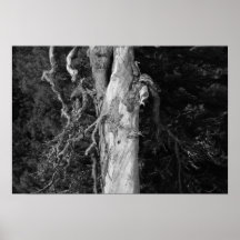 Tree in Goose Prairie Print
