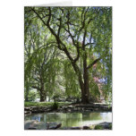 Tree in Spring Card