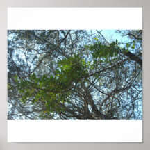 Tree in Spring Posters
