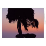Tree In Sunset Card
