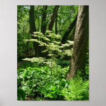 Tree in Swamp Poster