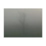 Tree in the Mist Post Card