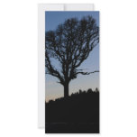 Tree in the morning rack cards