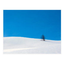 Tree in the Snow Postcards