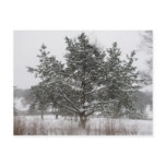 Tree in Winter Post Cards