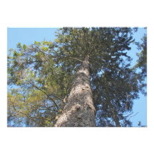 Tree Invitation