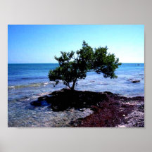 Tree - Key West, Florida Poster