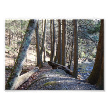 Tree lined path 7x5 Photographic Print