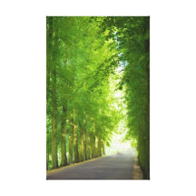 Tree Lined Road Stretched Canvas Print
