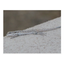 Tree Lizard On a Wall Post Cards