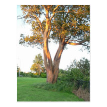 Tree Nymph Postcard