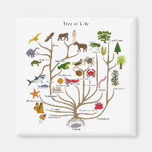 Tree Of Life Magnet