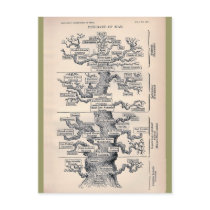 Tree Of Life / Pedigree Of Man Postcard