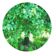 TREE OF LIFE ROUND STICKERS