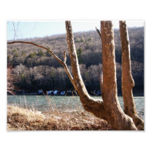 Tree of Strength 10x8 Photographic Print
