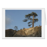 Tree on Ridge East of Kibbie Lake Outlet Greeting Cards