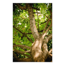 Tree Photographic Print