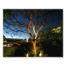 Tree Photographic Print