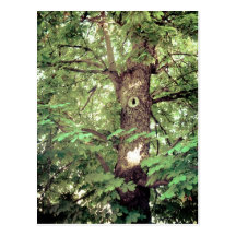 Tree postcard