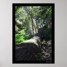 Tree Posters