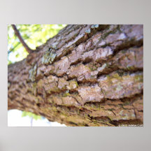 Tree Poster Print