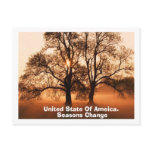 Tree, Seasons Change, United State Of Ameica. postcards