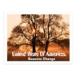 Tree, Seasons Change, United State Of Ameica. Postcards