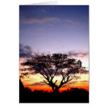 tree  silhouette cards