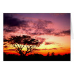 tree  silhouette greeting cards