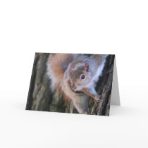 Tree Squirrel  Greeting Card