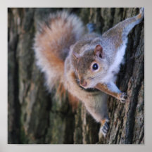 Tree Squirrel  Poster