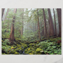 Tree stretch skyward in morning rains, Washington Flyer Design