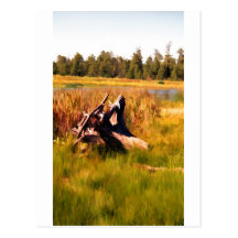 Tree stumo postcards