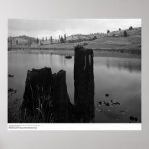 Tree Stump, Pond, and Reclaimed Forest Land, 1966 Posters