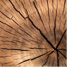 Tree Stump Texture Photo Cut Out