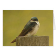 Tree Swallow Card