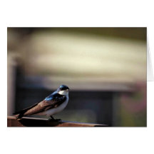 Tree swallow card