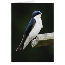 Tree Swallow Card