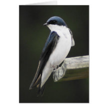 Tree Swallow Card