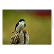 Tree Swallow Cards