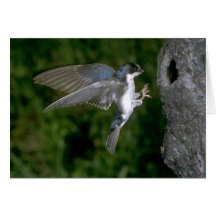 Tree Swallow coming in for a landing Cards