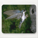 Tree Swallow coming in for a landing Mouse Pad