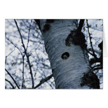 Tree Swallow Greeting Card